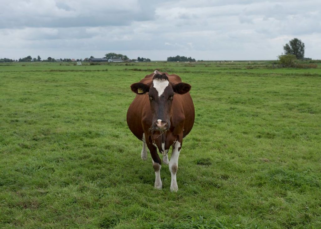 De koe, stedelijk museum