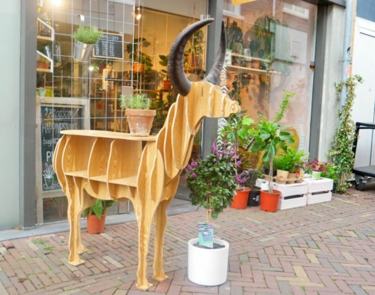 Bloosom Alkmaar buiten