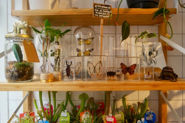 Bloosom Alkmaar insecten