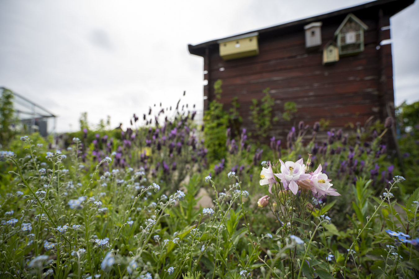 Bloemen in de volkstuin