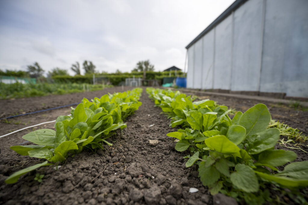 Sla op een rijtje in de moestuin