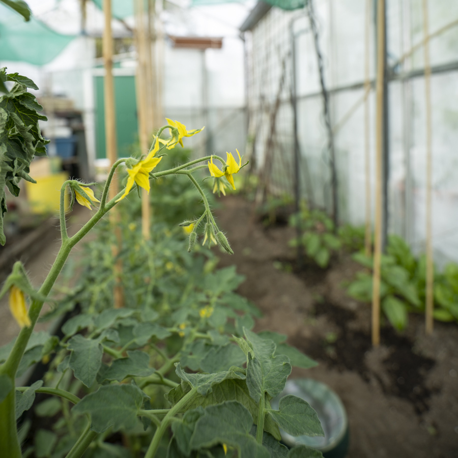 Groente in de kas op de moestuin