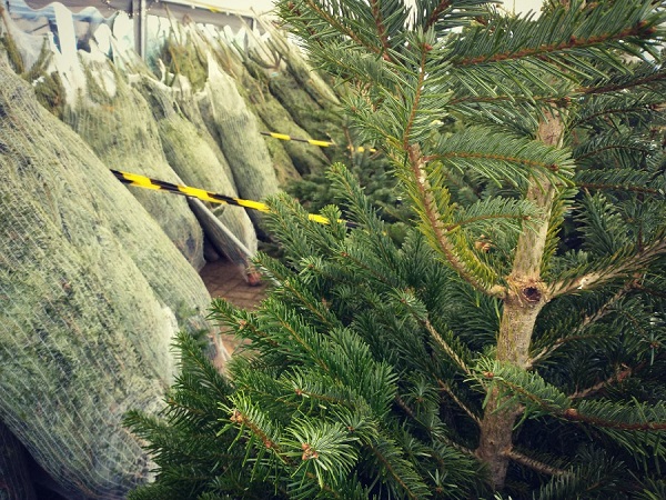 Kerstbomen Victrix Alkmaar