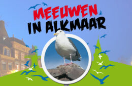 Meeuwen in Alkmaar