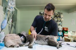 Koala bij dokter